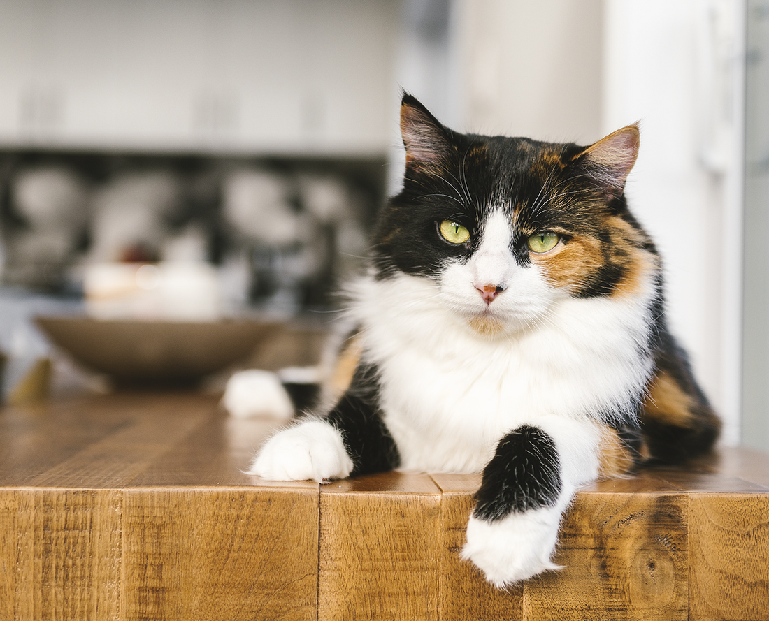 How to Get Rid of Cat Pee Smell in 7 Steps
