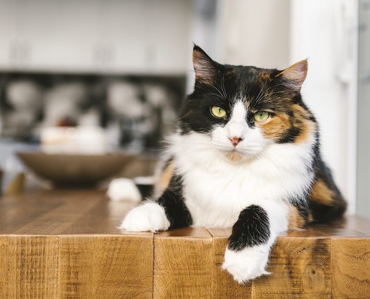 How to Get Rid of Cat Pee Smell in 7 Steps