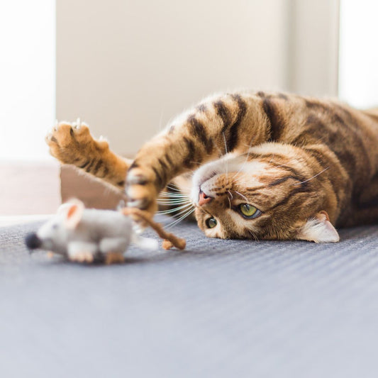 Importance Of Cat Playtime
