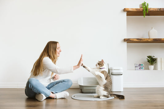How Often to Change a Cat Litter Box
