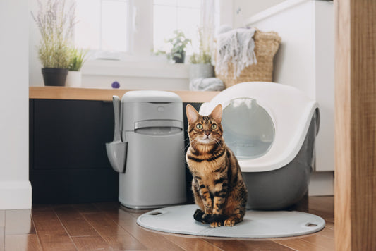 Cat Owner Life Hacks: 18 Ideas for a Happier Cat and a Cleaner Home