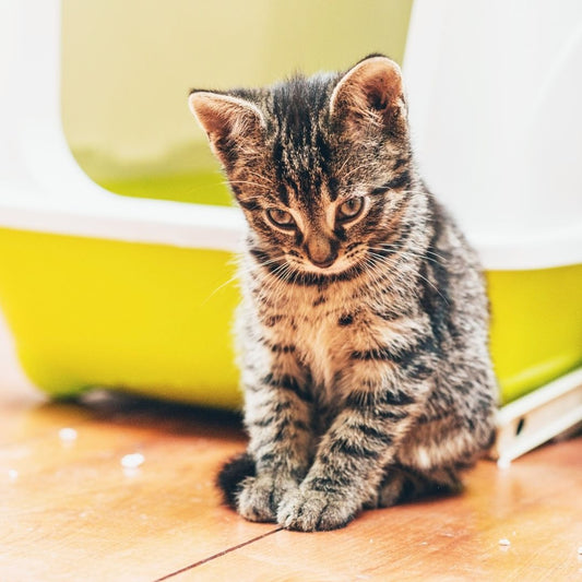 Do not go on social medias to resolve a litter box issue