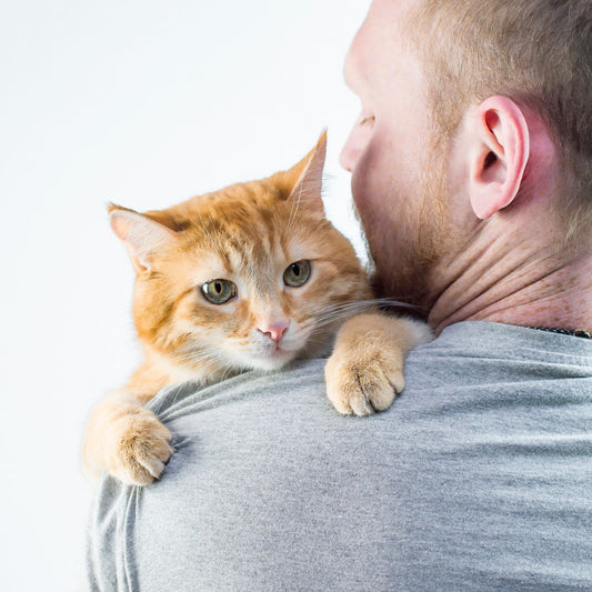 How To Choose The Right Cat For You