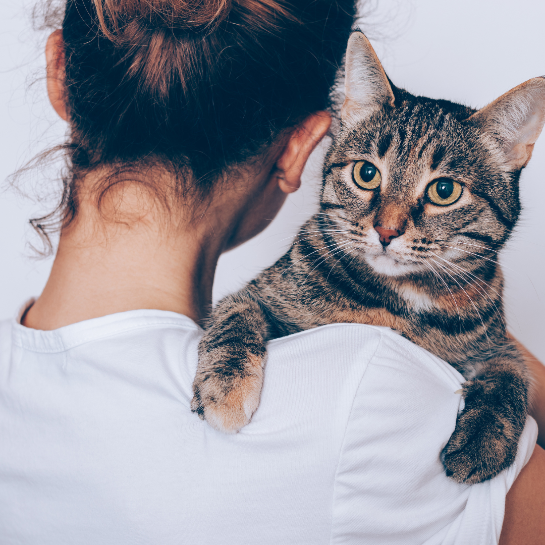 New Cat Owner Checklist