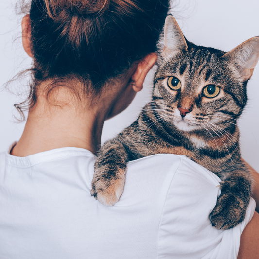 New Cat Owner Checklist