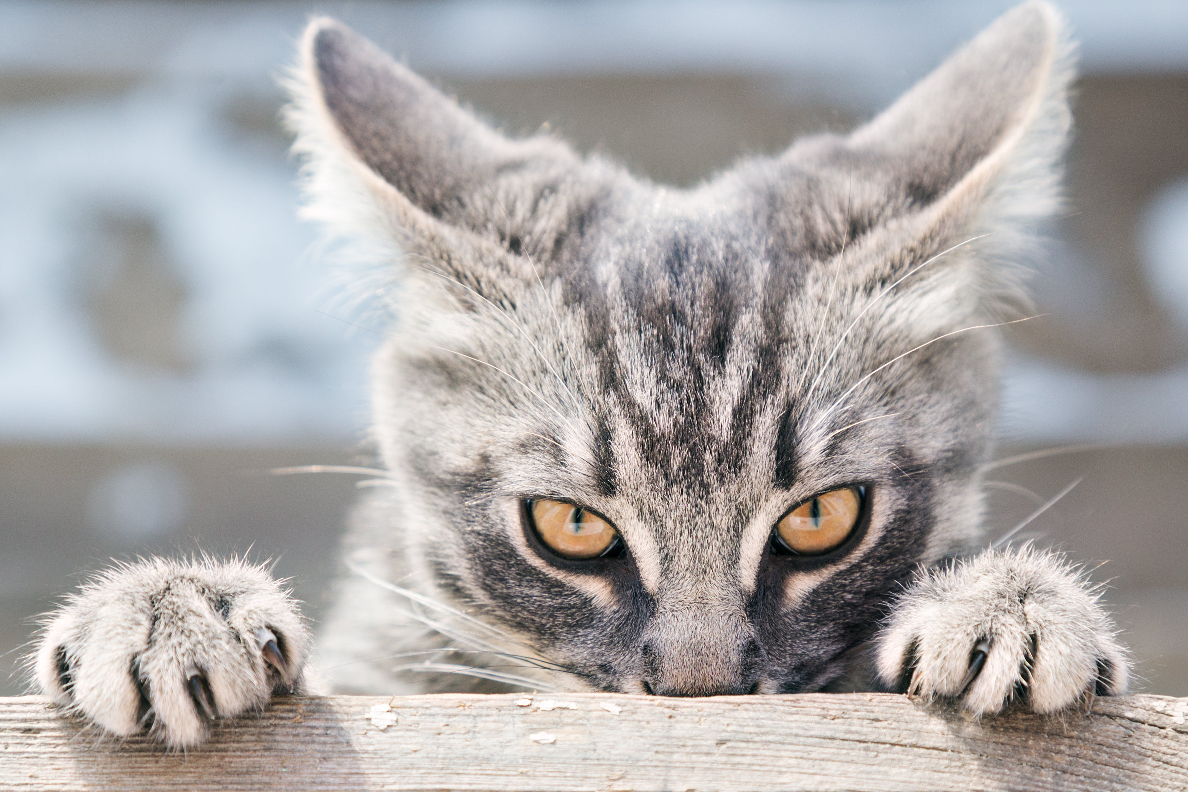 Les Agressions Du Chat Envers L humain Litter Genie Litter Genie les-agressions-du-chat-envers-l-humain-litter-genie-litter-genie
