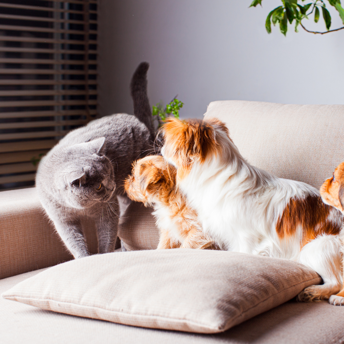 Introducing a Cat into your Home: With and Without Other Animals