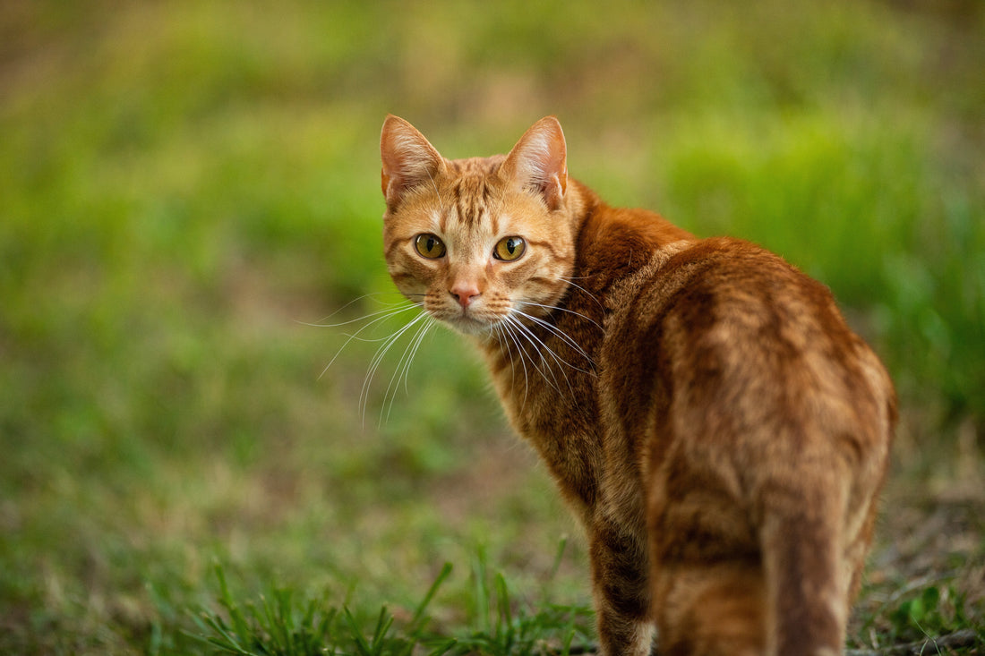 Should You Let Your Cat Go Outside?