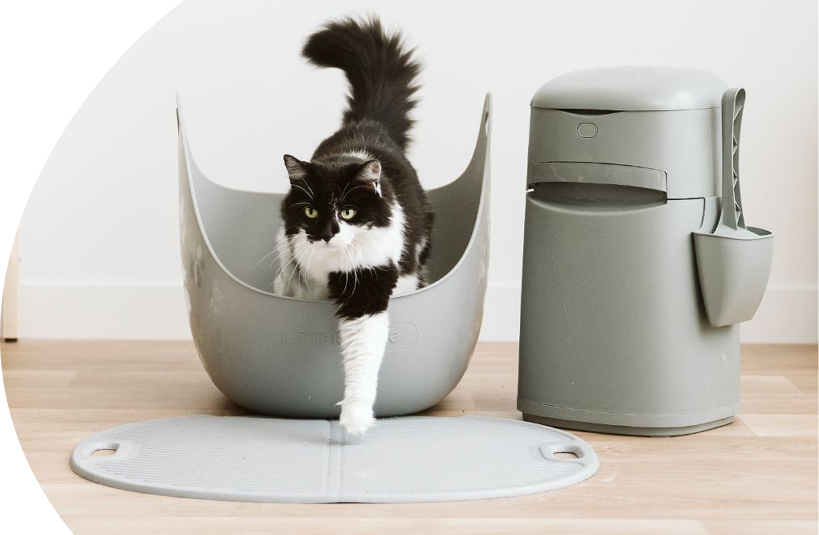 Get to know more about cat behavior